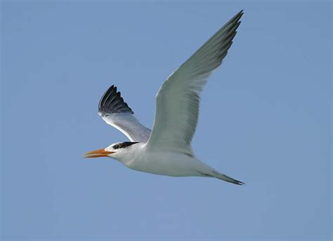 Royal Tern Ocean Treasures Memorial Library