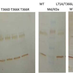 Fig S6 Expression Levels Of DctB Wild Type And Mutant Proteins