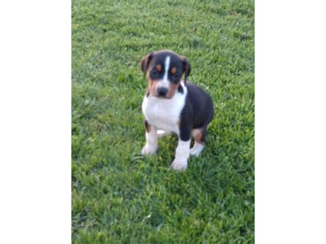 Registered Mountain cur puppies Monroe - Puppies for Sale Near Me