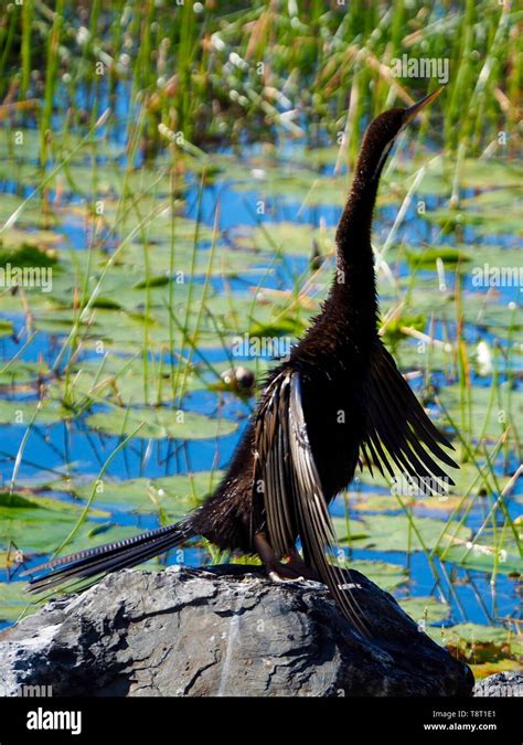 Australasian Darter Bird Stock Photo - Alamy