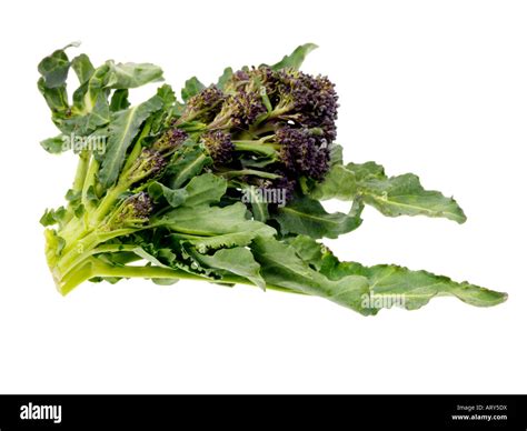 Purple Sprouting Broccoli Stock Photo - Alamy