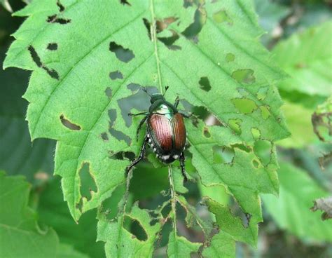 #1 Best in Japanese Beetle Control - Biggins Exterminating