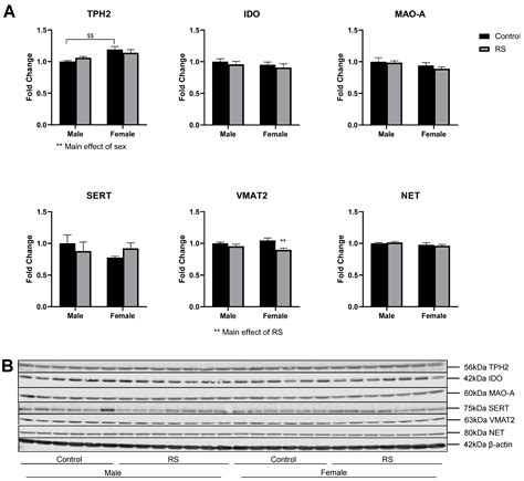 Ijms Free Full Text Sex Dependent Effects Of Chronic Restraint