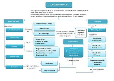 Anatomia De Ribosomas Mapa Conceptual Jlibalwsap