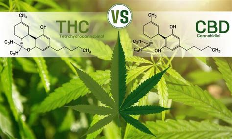 CBD Vs THC Understanding The Differences And Benefits Premier