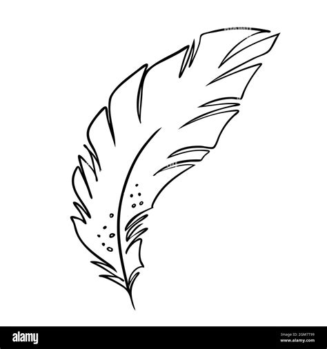 Plumas Y Dibujo Vectorial En Blanco Y Negro De Plumas Estilizadas Con