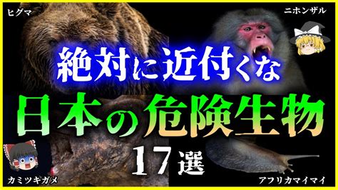 【ゆっくり生物解説】日本のヤバい「危険生物」17選を解説 身近な危険生物と対処法まとめ Youtube