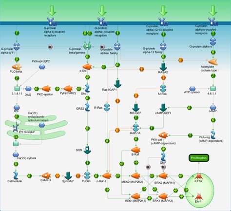 Development G Proteins Mediated Regulation Mapk Erk Signaling Pathway Map Primepcr Life