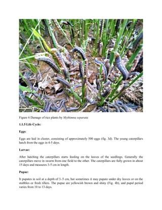 Biology and management of oriental armyworm mythimna separata | PDF