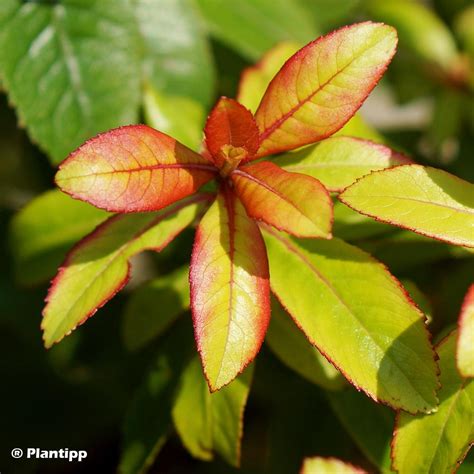 Escallonia Glowing Embers Arbuste Compact à Feuillage Changeant Et à