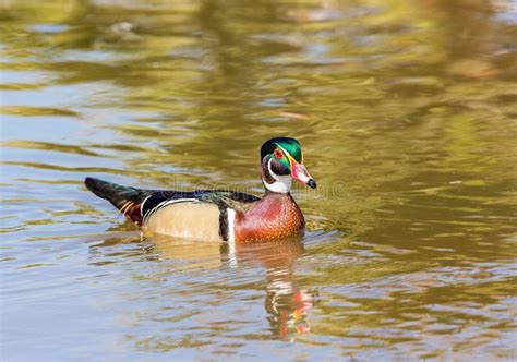 Wood Duck Male Stock Photo Image Of Fowl White Beak 80586864