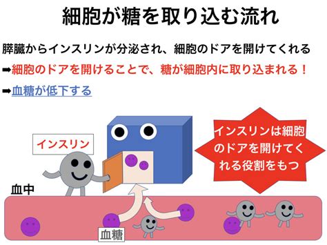 糖尿病ケトアシドーシスとは？機序や症状、病態をわかりやすく解説！