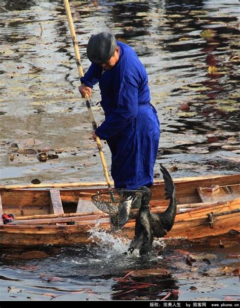 實拍農村人用鳥捕魚，見過最高效的捕魚 每日頭條