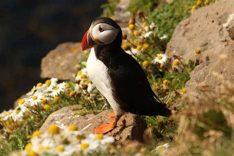 Puffins – Iceland's accidental mascot