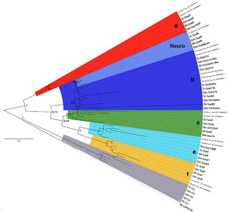 Phylogenetic Analysis Of Sox Genes Species Abbreviations Ek