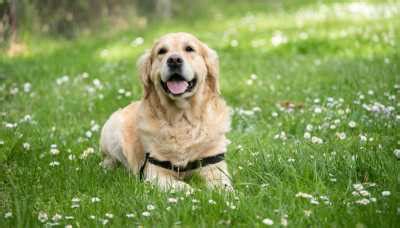 10 Fascinantes Hechos Y Curiosidades Sobre El Labrador Retriever