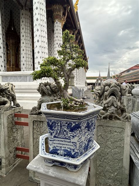 Beautiful Trees And Bonsais Of Thailand Sudeep Karki Flickr