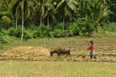 Asian primitive farming editorial stock image. Image of gang - 12823679