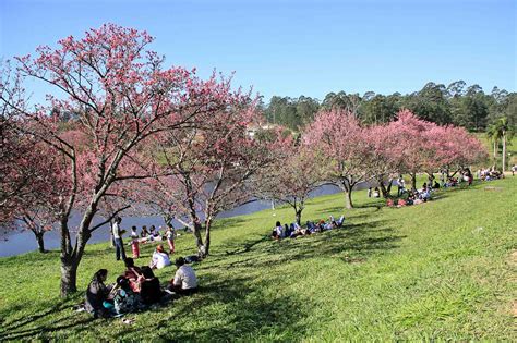 Festival Das Cerejeiras Em São Roque Em 2016 Guia Da Semana