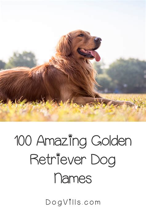 golden retriever names   cute names artofit