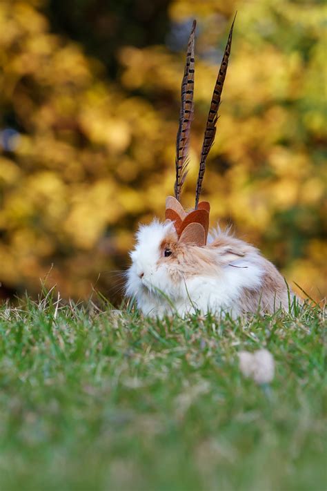 Lionhead Rabbits: Complete Guide to Care, Lifespan, Breed info, and FAQs! - Northern Nester