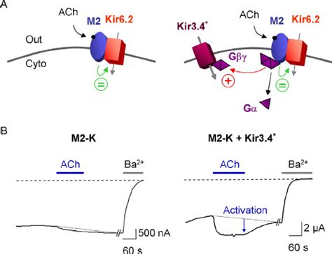 G Protein Activation Assay Based On Kir3x Channels A Schematics Of