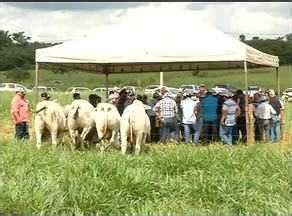 Ja Edi O To Veja Os Destaques Do Jornal Do Campo Deste Domingo