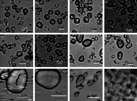 Starch grains from some modern species in North China. (a) Starch ...