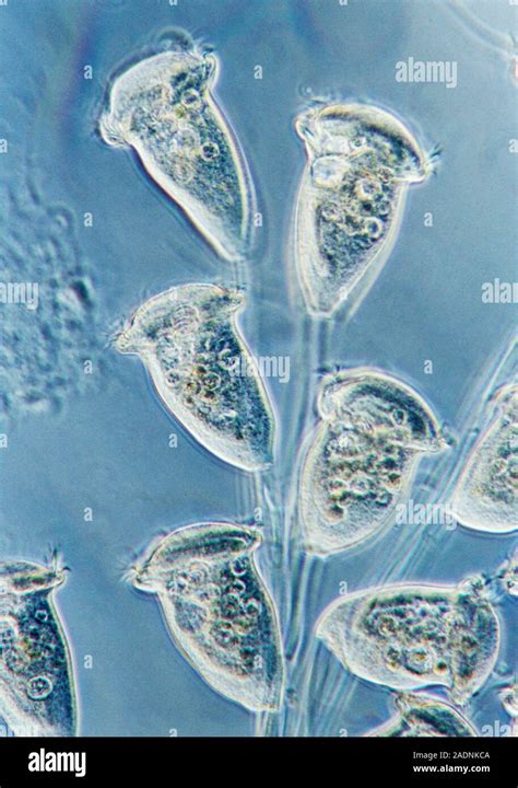 Vorticella Protozoa Vorticella Sp Interference Contrast Light