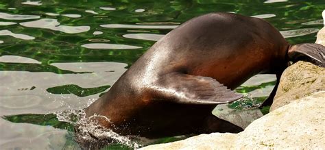 Seehund Seelöwe Wasser Kostenloses Foto auf Pixabay Pixabay