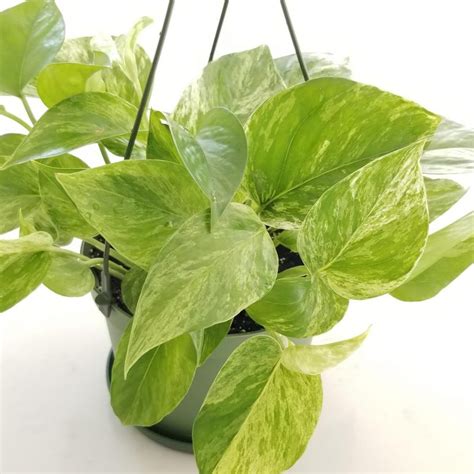 Pothos Marble Queen Interiorplantsca