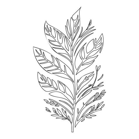 Ash Leaf Floral Outline Sketch Royalty Free Vector Image