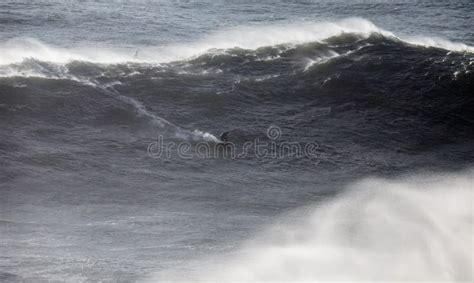 Surfing Big Waves in North Beach, Nazare. Stock Photo - Image of barrel, adventure: 163667266