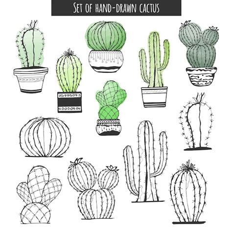 Premium Vector Cactus Hand Drawn Set Of Cactus In Pot Isolated On