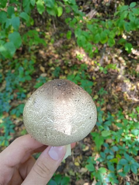Шампиньон плоскошляпковый (Agaricus placomyces) фото и описание