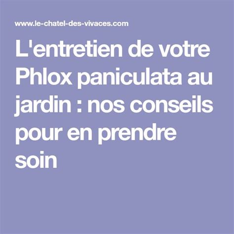 L Entretien De Votre Phlox Paniculata Au Jardin Nos Conseils Pour En