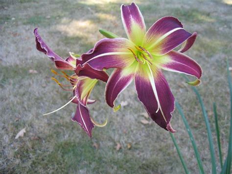 Daylilies Gallery Spiders Photographs Hemerocallis Photography