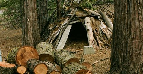 Hut in Forest · Free Stock Photo