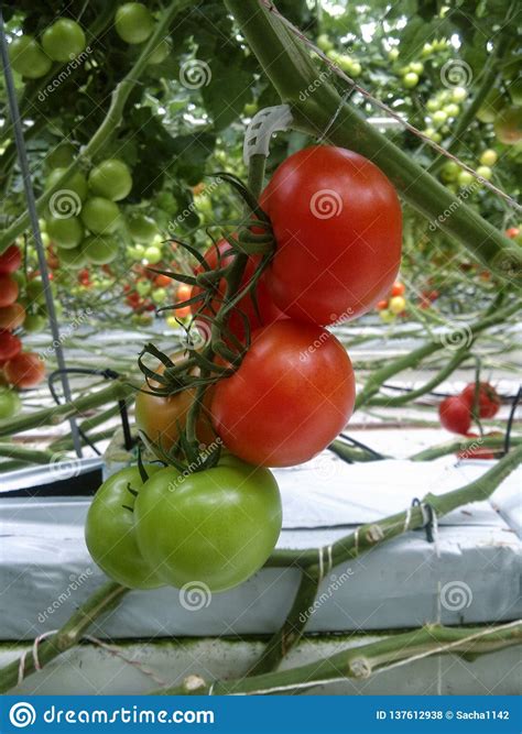 Tomates Naturales Maduros Que Crecen En Un Invernadero Copie El Espacio