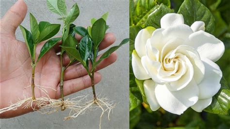 How To Grow Gardenia Plant From Cuttings Garden With Grandma