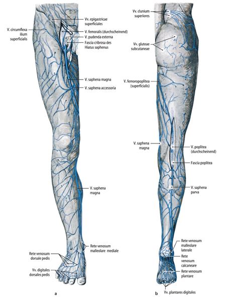 Anatomie Der Gef E Und Operative Zugangswege Springerlink