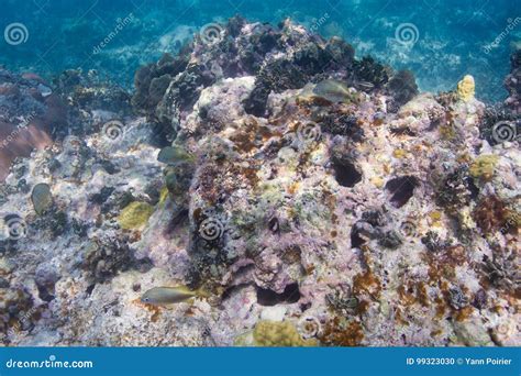 Dying coral reef stock photo. Image of biodiversity, aquatic - 99323030