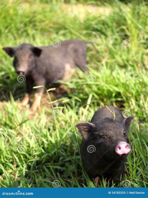 Two Cute Little Baby Piglets Coming Over To Say Hello Stock Image