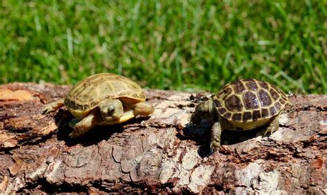 RUSSIAN TORTOISE – Reptiles And Amphibians