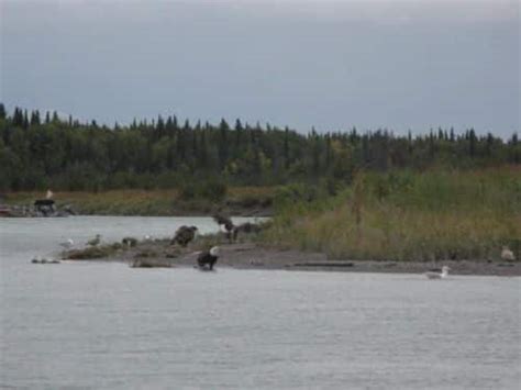 Bird Watching And River Tours Jim Rusk Fishing Guide Alaska