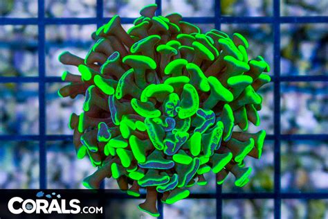 BIG Branching Hammer Frag Australia NEON TOXIC Corals