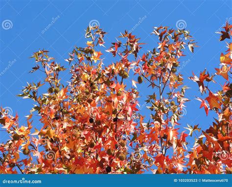 American Sweetgum, in Fall Season with Its Red, Orange and Yellow ...