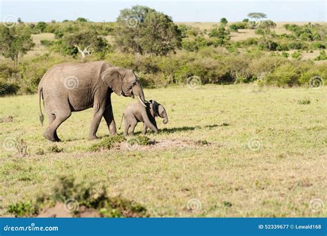 Elephant Stock Image Image Of East Nature Elephant 52339677