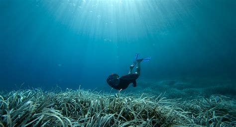 Using Aerial Drones To Map And Monitor Mediterranean Posidonia Seagrass Greece 2022 News