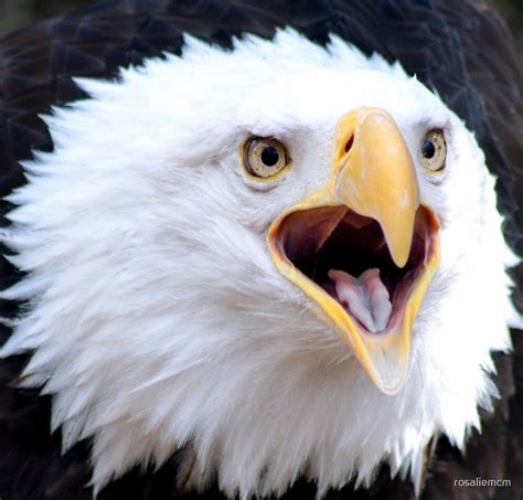 "Screaming Eagle" by rosaliemcm | Redbubble